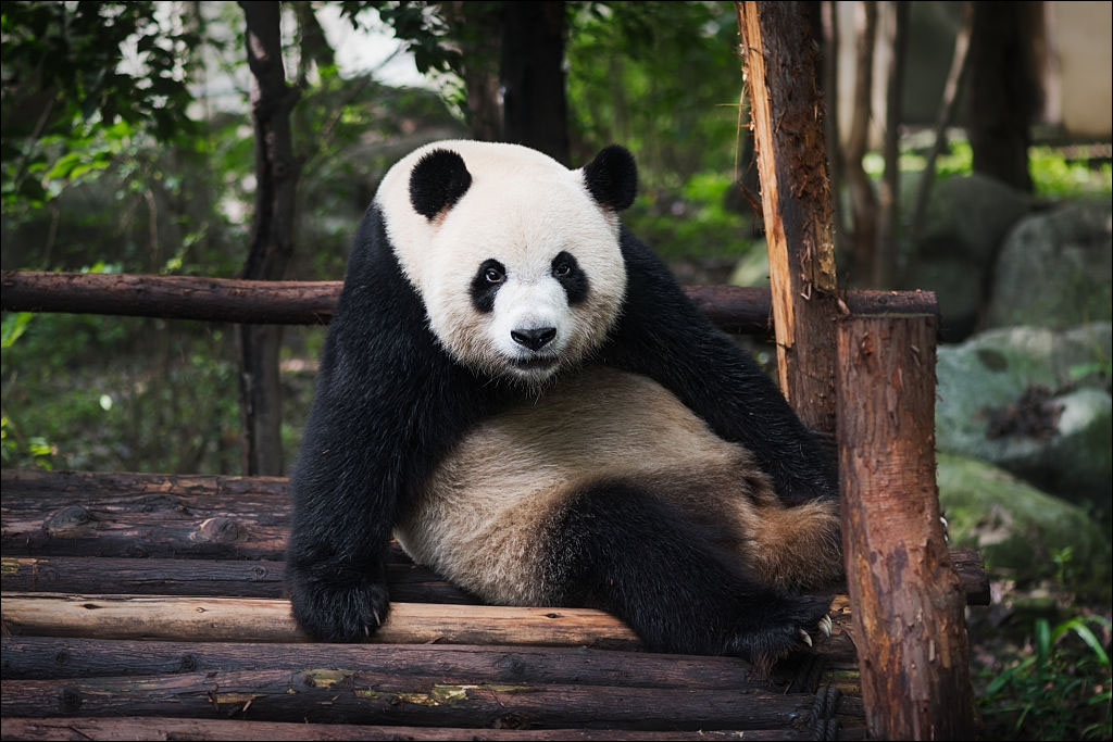 Gấu trúc khổng lồ màu Đỏ Gấu panda hình Ảnh  Gấu png tải về  Miễn phí  trong suốt Trắng png Tải về