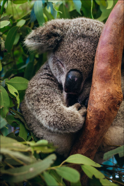 hình ảnh mệt mỏi đáng yêu gấu koala