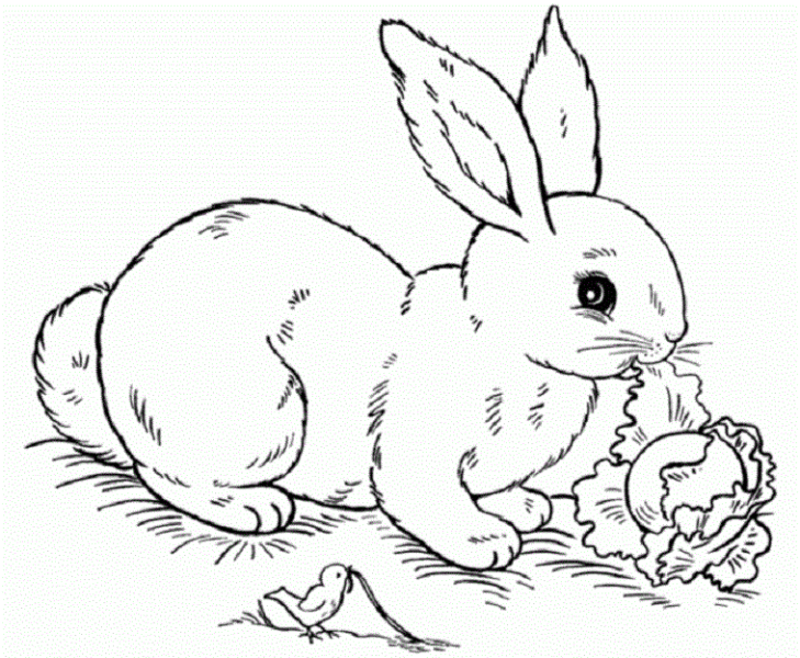 Hình vẽ tô màu con thỏ và cây rau bắp