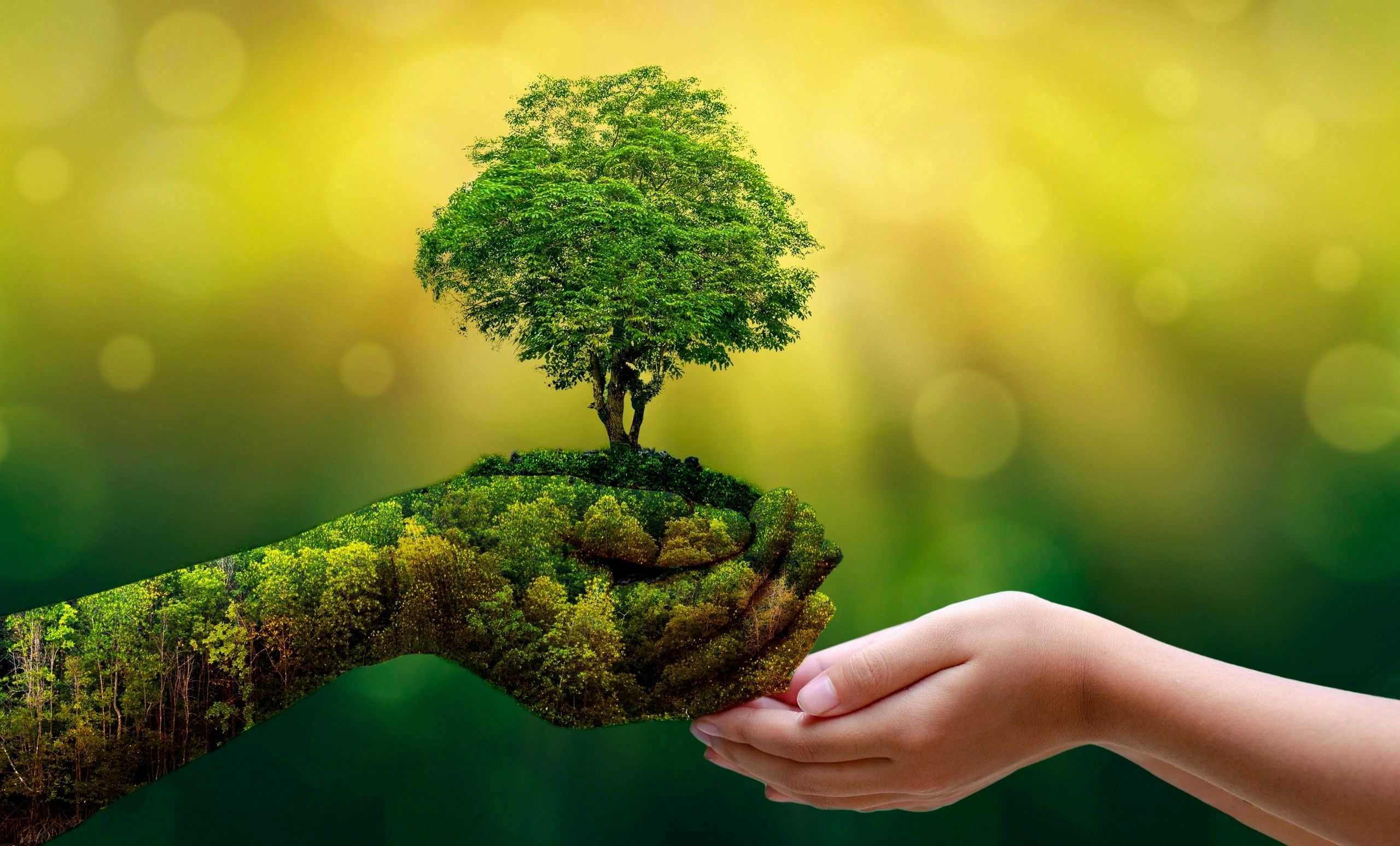Природа и люди фонд. Дерево в руках. Природа в руках. Дерево в ладонях. Экологическое дерево.