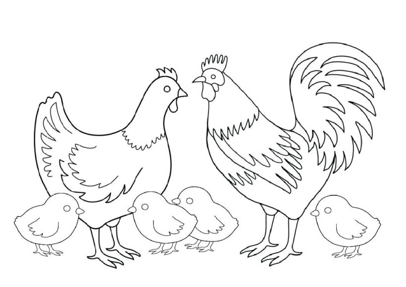 Tranh tô màu gà mái, gà trống và những chú gà con