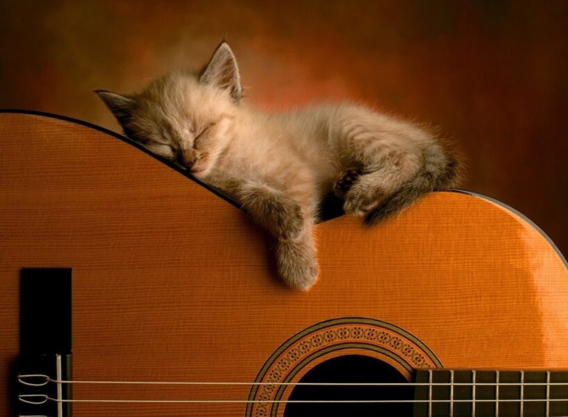 ảnh chú mèo và đàn ghita