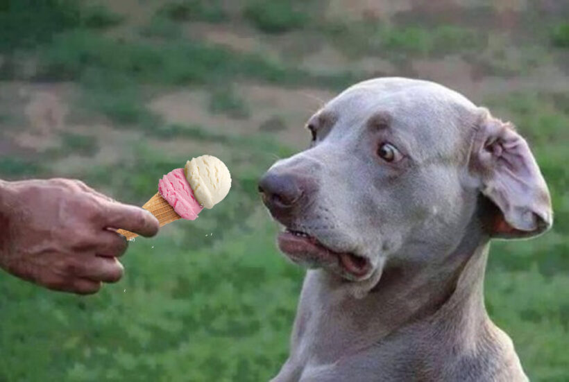 ảnh cười đau bụng của chú chó khi sợ kem