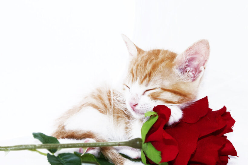 ảnh mèo ngủ bên hoa hồng