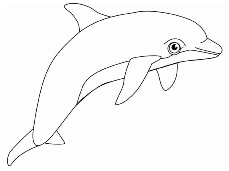 Delphin-Malbuch