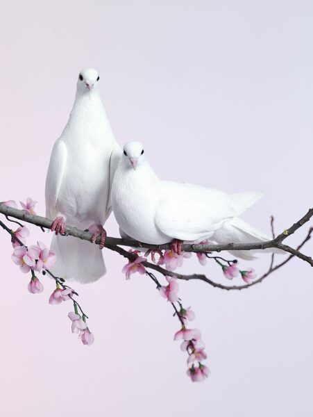 chim bồ câu - hình ảnh tình yêu dễ thương