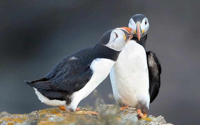 chim cánh cụt với hình ảnh tình yêu dễ thương