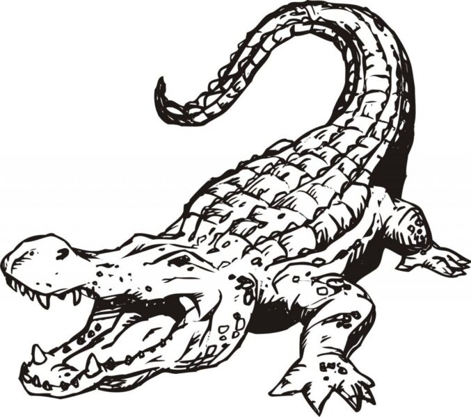Hình ảnh cá sấu cho bé tập tô
