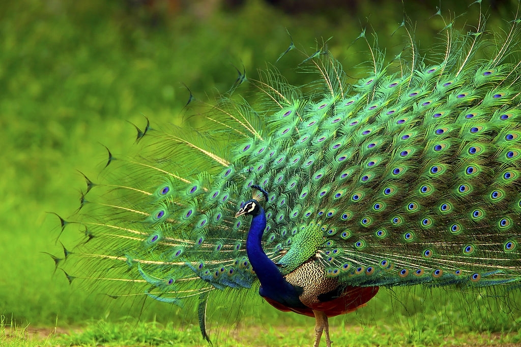 Chim Công Đẹp Nhất Mùa Nào? – Vườn chim việt