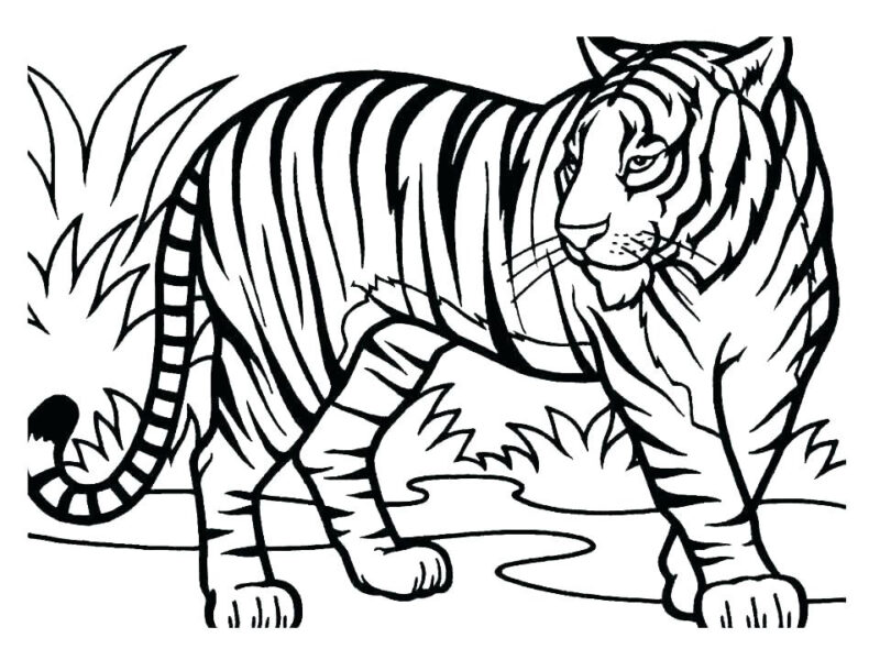 Hình ảnh con hổ cho bé tô màu