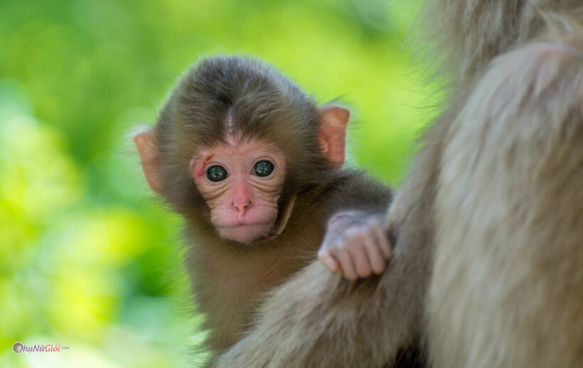 hình ảnh con khỉ dễ thương đẹp nhất