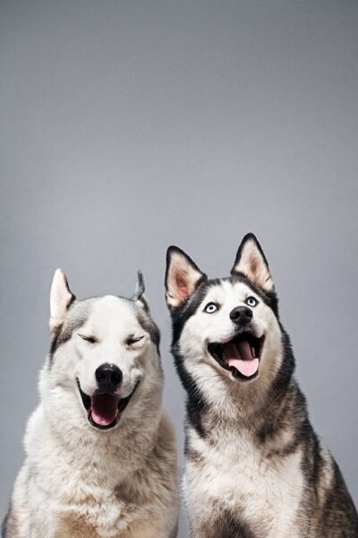 hình ảnh cười đau bụng với chú chó husky