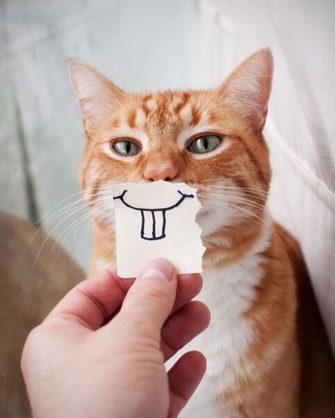 hình ảnh cười đau bụng troll chú mèo
