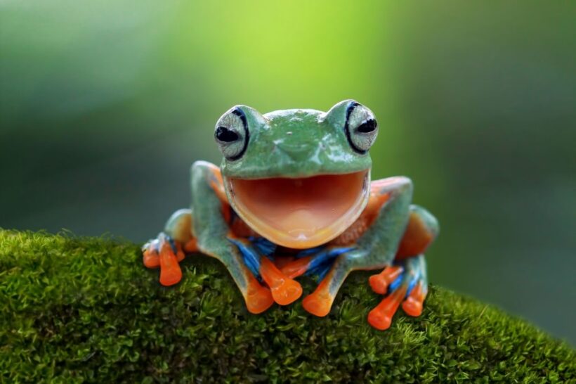 hình ảnh cười đau bụng với chú ếch dễ thương