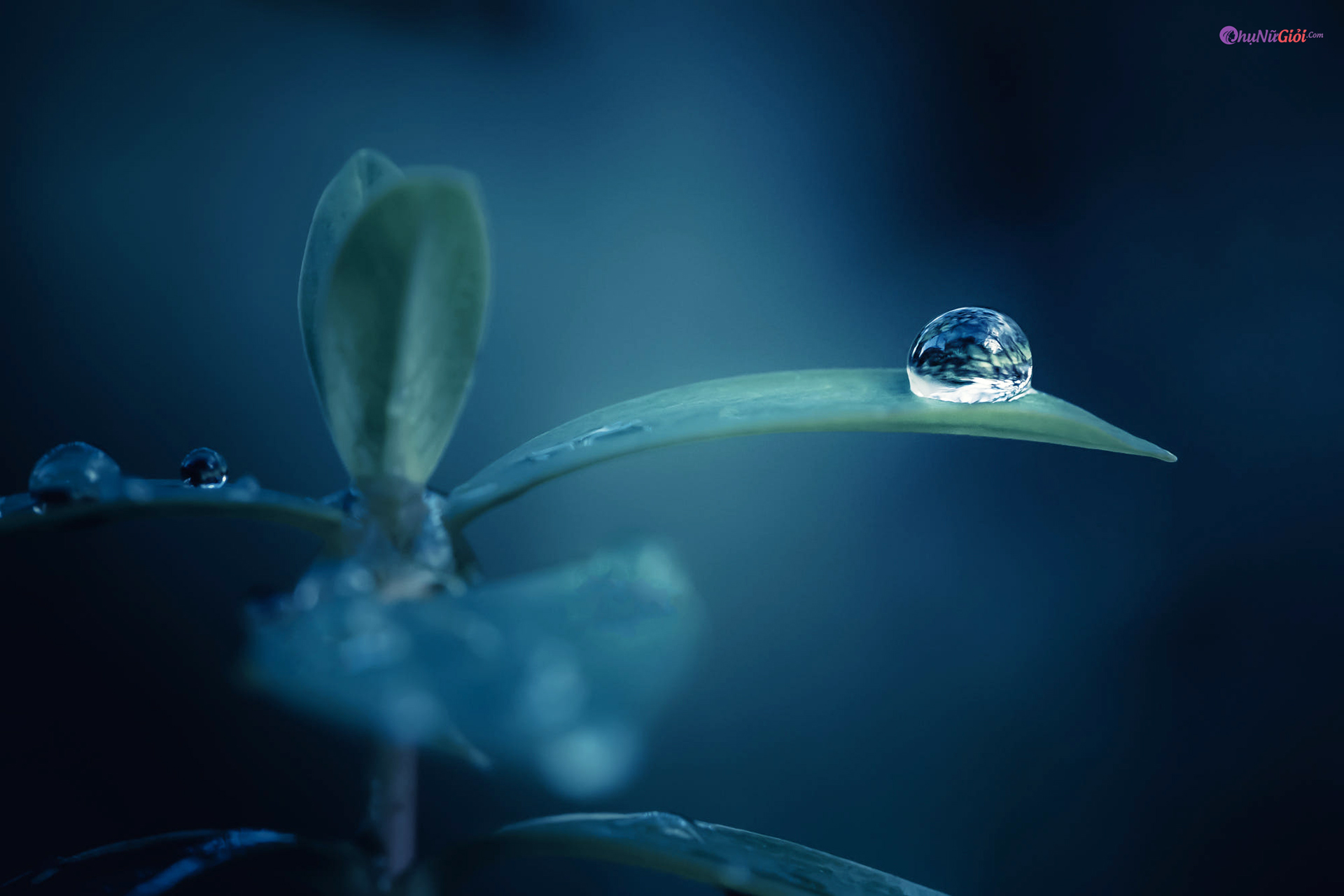  Hình ảnh giọt nước đẹp long lanh nghệ thuật nhất photographereduvn