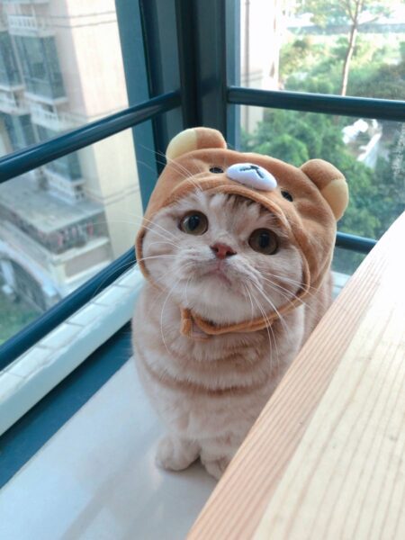 hình ảnh mèo nhật bản dễ thương cute