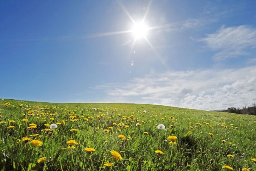 hình ảnh nắng giữa cánh đồng hoa