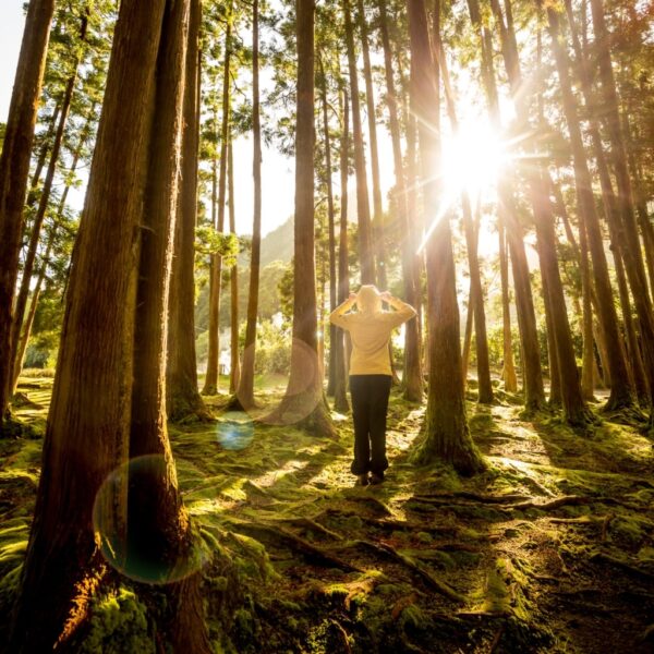 hình ảnh nắng giữa rừng cây