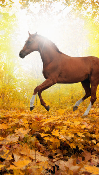 hình ảnh ngựa phi giữa rừng thu