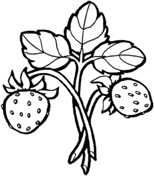 Hình ảnh quả dâu tây trên cây cho bé tô màu