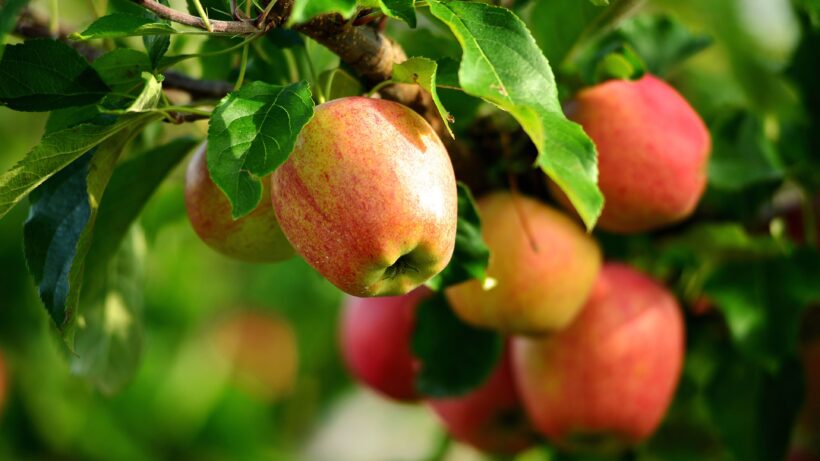 hình ảnh quả táo trên cây