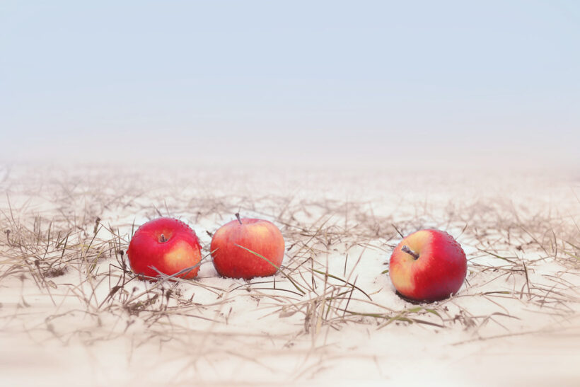 hình ảnh quả táo trên đất tuyết