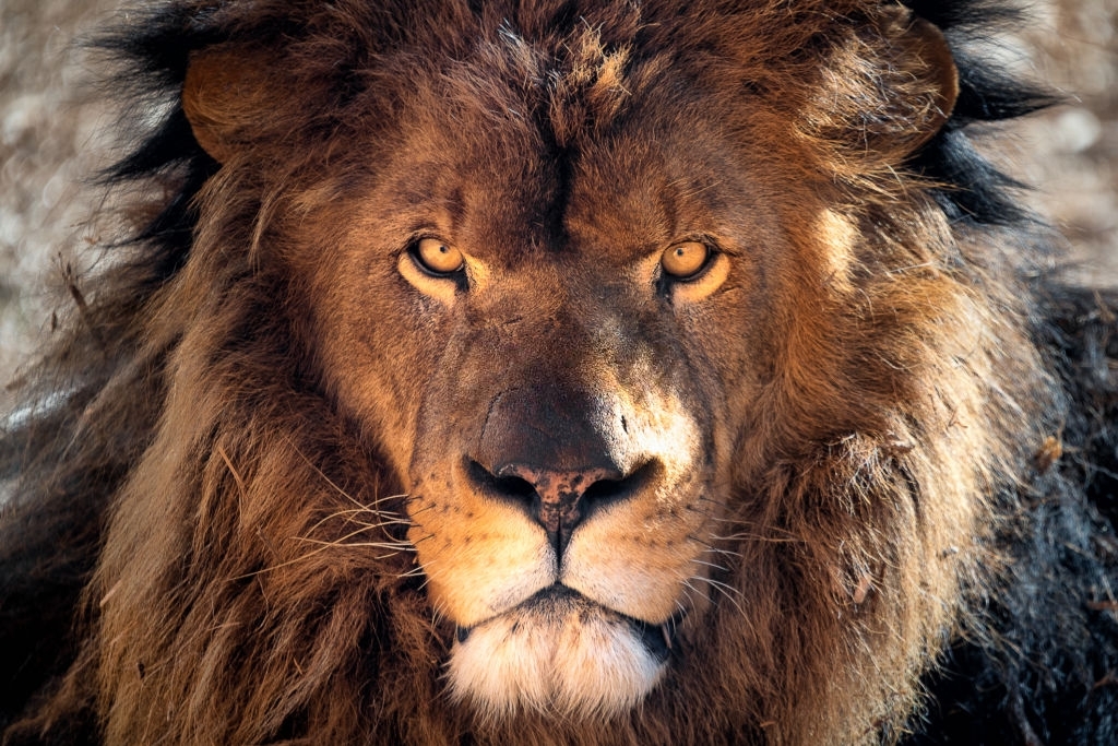 Hình ảnh sư tử - Hình nền SƯ TỬ đẹp DŨNG MÃNH OAI VỆ
