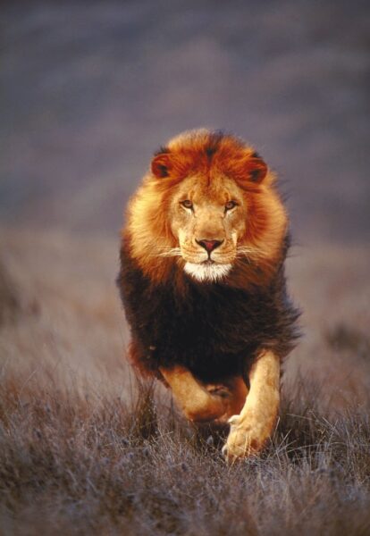 hình ảnh sư tử đang chạy