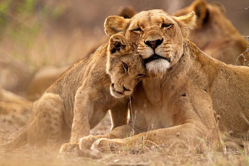 hình ảnh sư tử mẹ và sư tử con