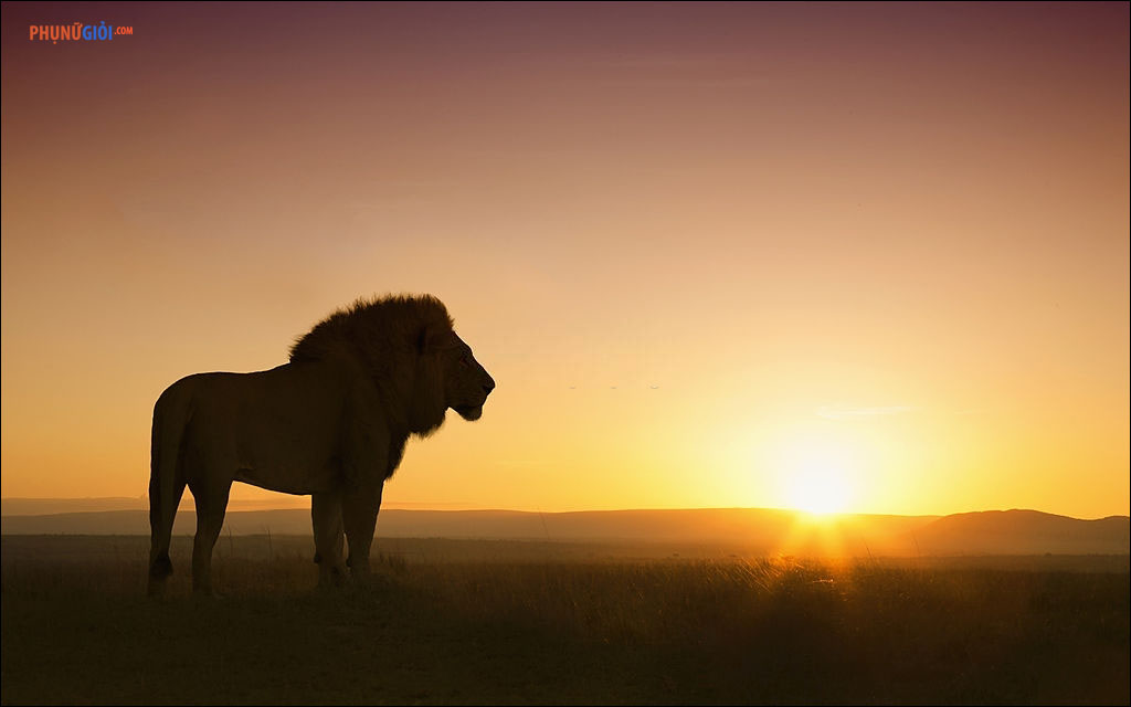 Hình nền sư tử đẹp nhất VFOVN