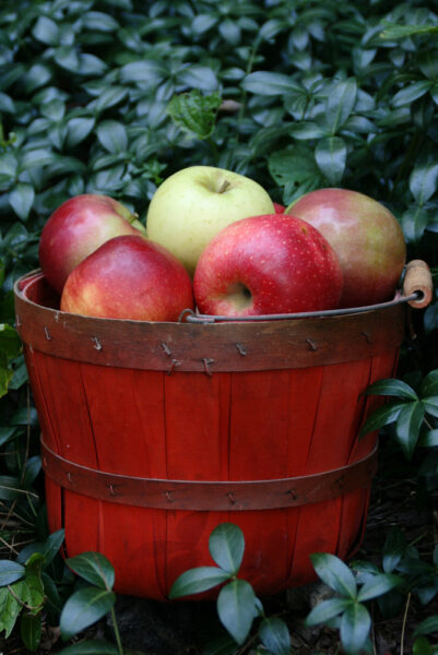 hình ảnh thùng táo
