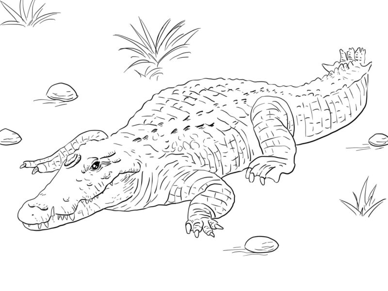 Hình cá sấu đang bò trên bờ
