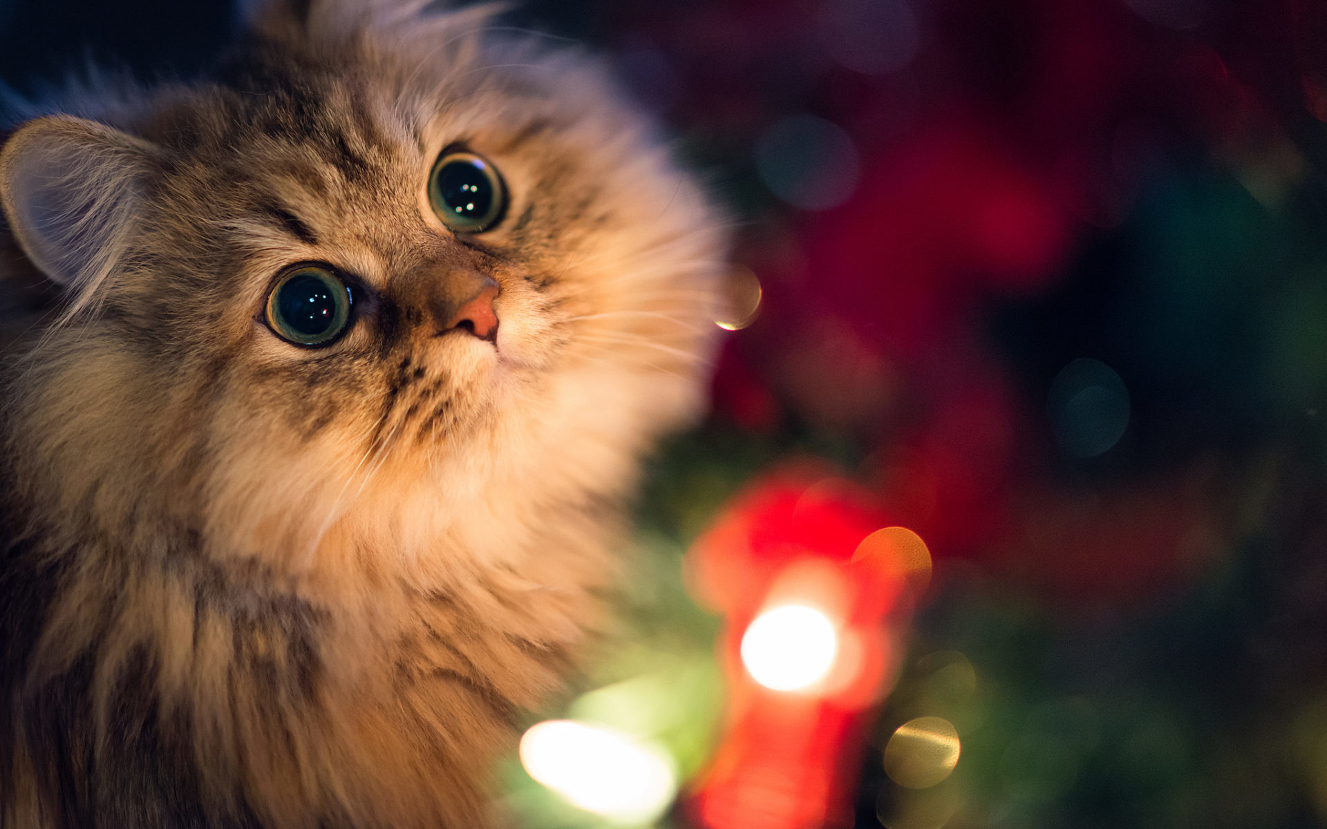 Ảnh mèo giáng sinh: Hình ảnh của những chú mèo đang cất lên câu chúc giáng sinh sẽ làm cho người xem cười và thích thú. Những hình ảnh mèo giáng sinh đáng yêu là điều không thể bỏ qua trong mùa lễ hội này.
