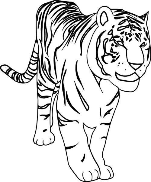 Hình tập tô con hổ