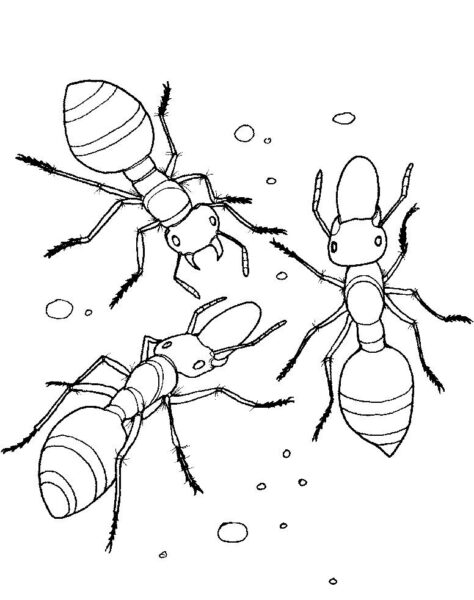 Hình vẽ ba con kiến cho bé tô màu