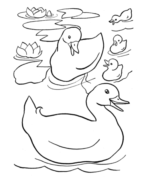 HÌnh vẽ đàn vịt đang bơi dưới đầm sen