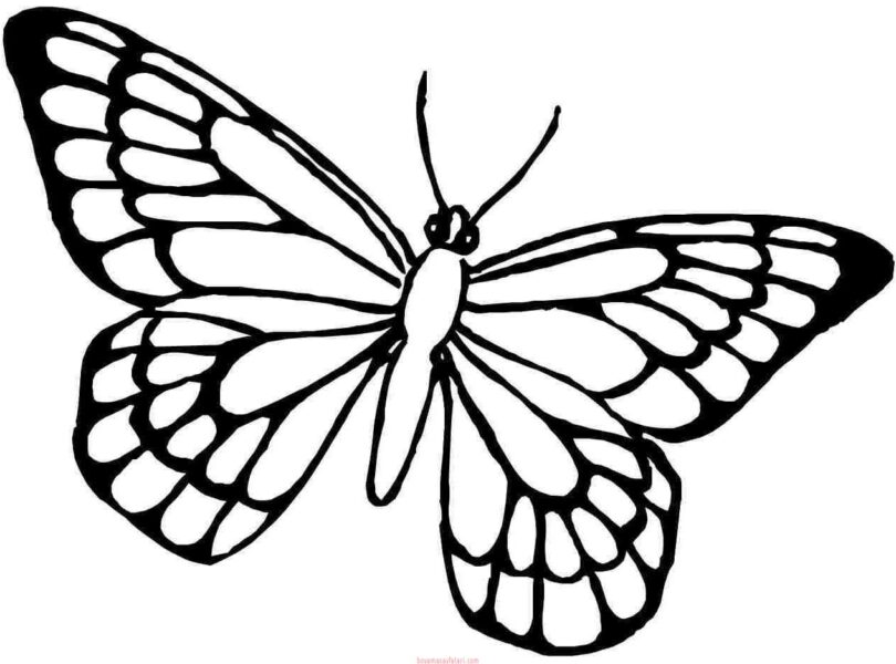mẫu hình tập tô con bướm