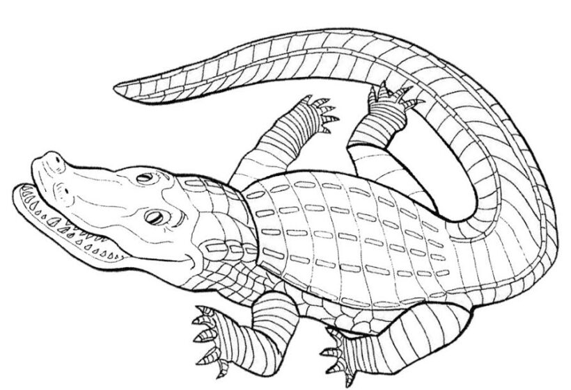 Mẫu tranh tô màu con cá sấu cho bé trai, bé gái