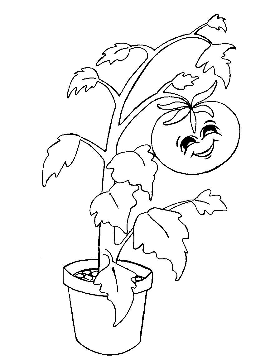 Dạy vẽ Cách vẽ cây cà chua cho trẻ em và người mới bắt đầu