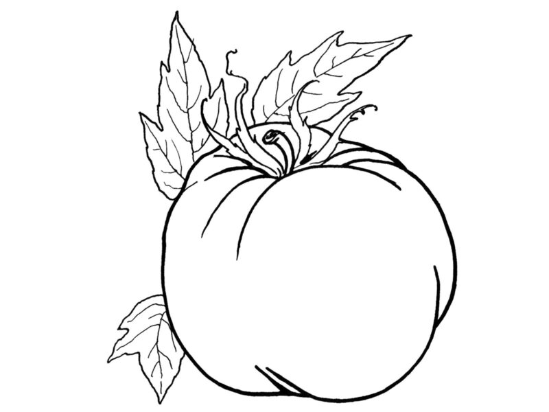 Mẫu vẽ quả cà chua cho bé tập tô