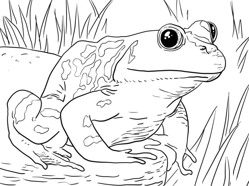 Mẫu vẽ tập tô hình con ếch