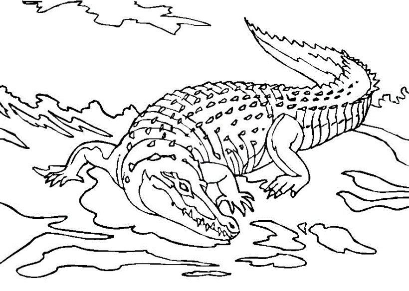 Tranh tô màu cá sấu bò trên cạn