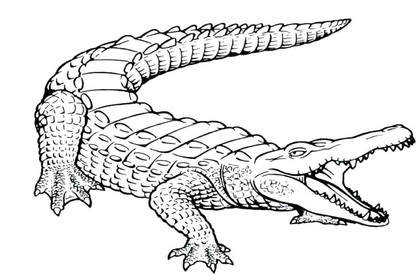 Tranh tô màu cá sấu há miệng