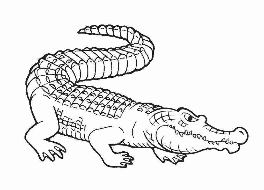 Top 108 về hình vẽ con cá sấu  Eteachers
