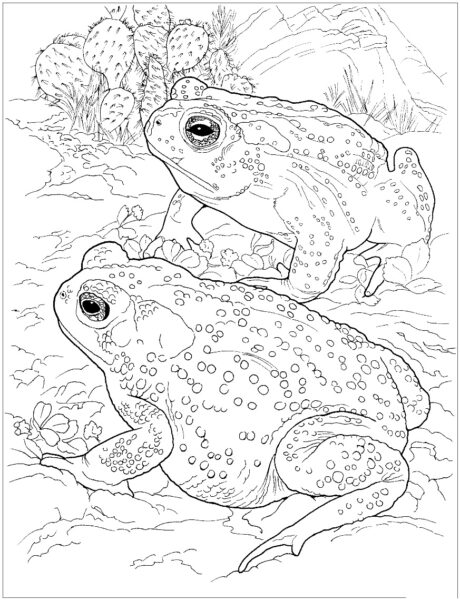 Tranh tô màu cho bé hình vẽ hai con ếch