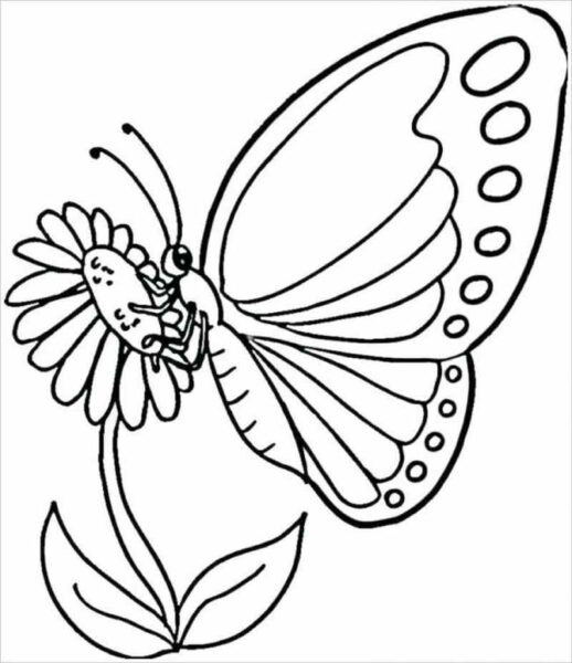 Tranh tô màu con bướm đậu trên bông hoa