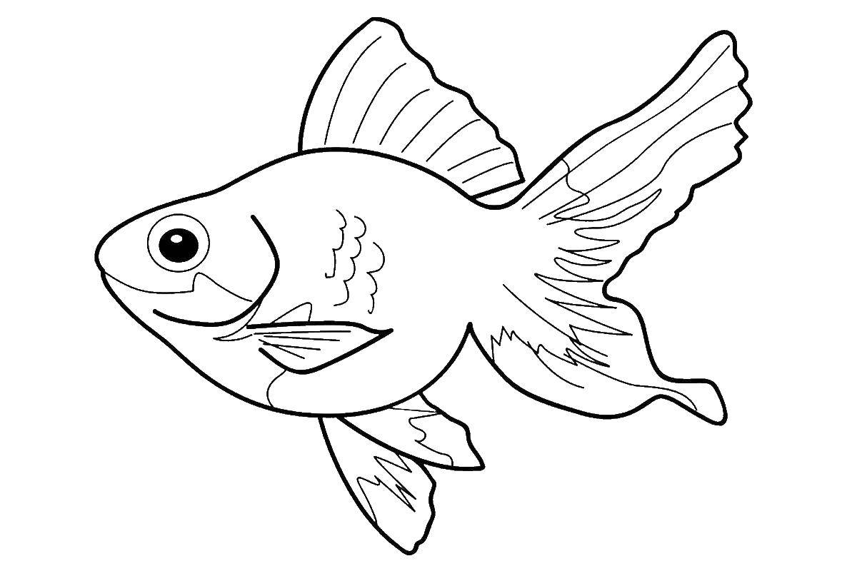 Hình ảnh Vẽ Trang Tô Màu Con Cá Hoạt Hình Dễ Thương Phác Thảo Bản Vectơ PNG  , Vẽ Cá, Vẽ Xe, Vẽ Hoạt Hình PNG và Vector với nền trong suốt