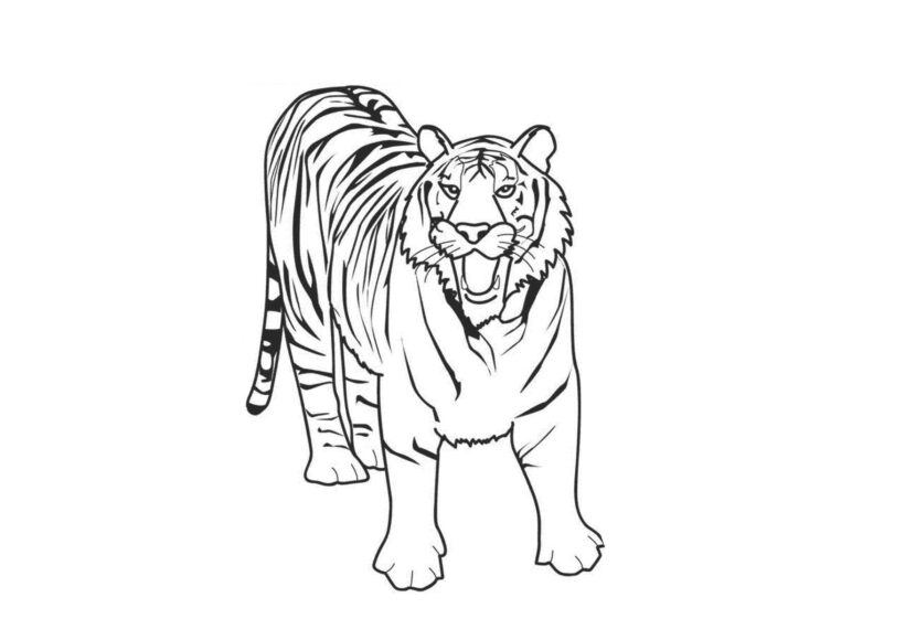 Tranh tô màu con hổ đẹp nhất