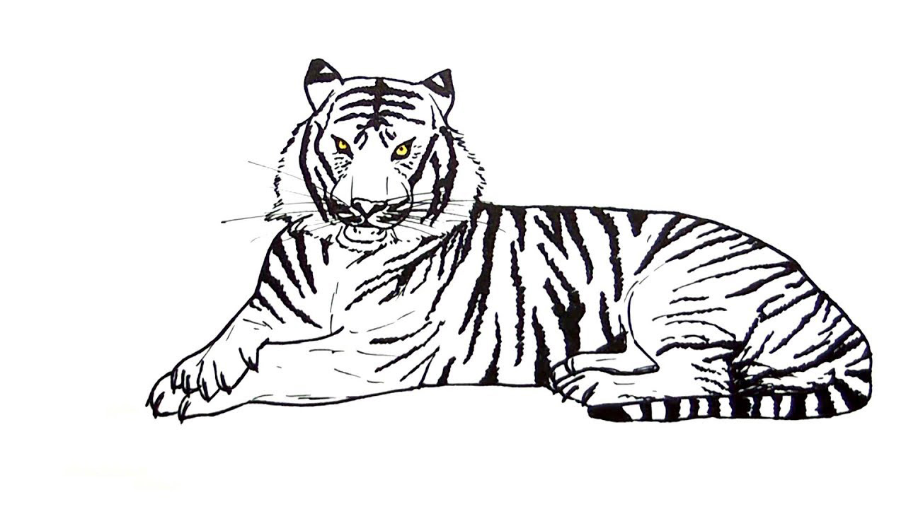 Cách vẽ con hổ  Các bước vẽ hổ đơn giản nhưng siêu đẹp uy nghiêm