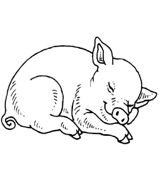 Tranh tô màu con lợn đang ngủ